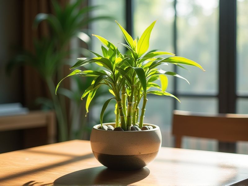 Meraih Keberuntungan: Panduan Memilih Pot yang Ideal untuk Menanam Bambu Rezeki (Dracaena sanderiana)
