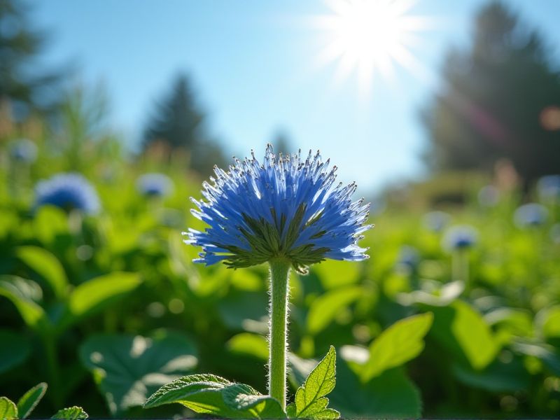 Optimumkan Pertumbuhan Bandotan: Menentukan Suhu yang Ideal untuk Ageratum conyzoides