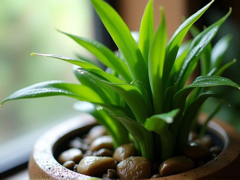 Kelembapan untuk Kesuburan Bambu Rezeki: Panduan Merawat Dracaena Sanderiana dengan Tepat
