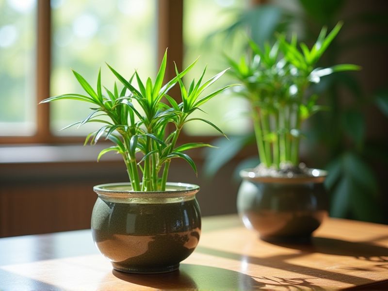 Kesuburan Bambu Hoki: Merawat Dracaena Sanderiana dengan Pengaturan Air yang Tepat