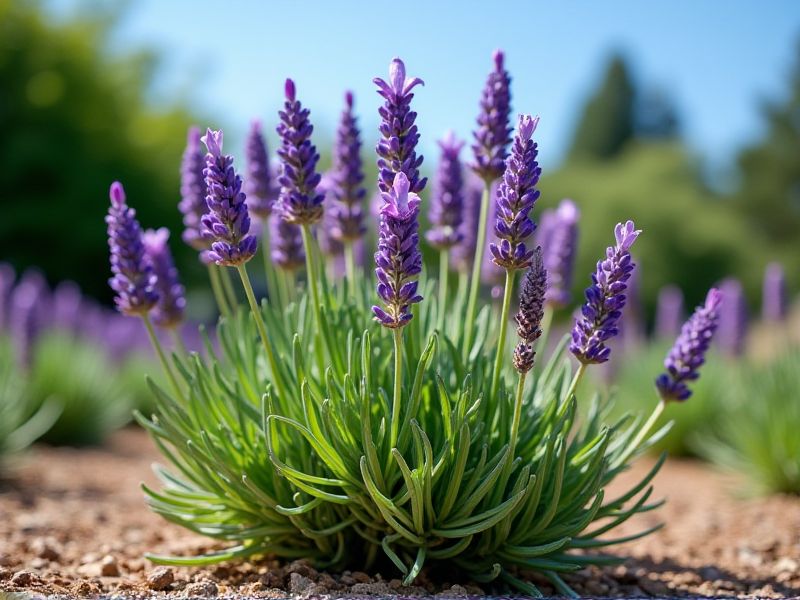 Mulsa untuk Menumbuhkan Lavender yang Sehat: Perawatan Optimal untuk Lavandula Anda!