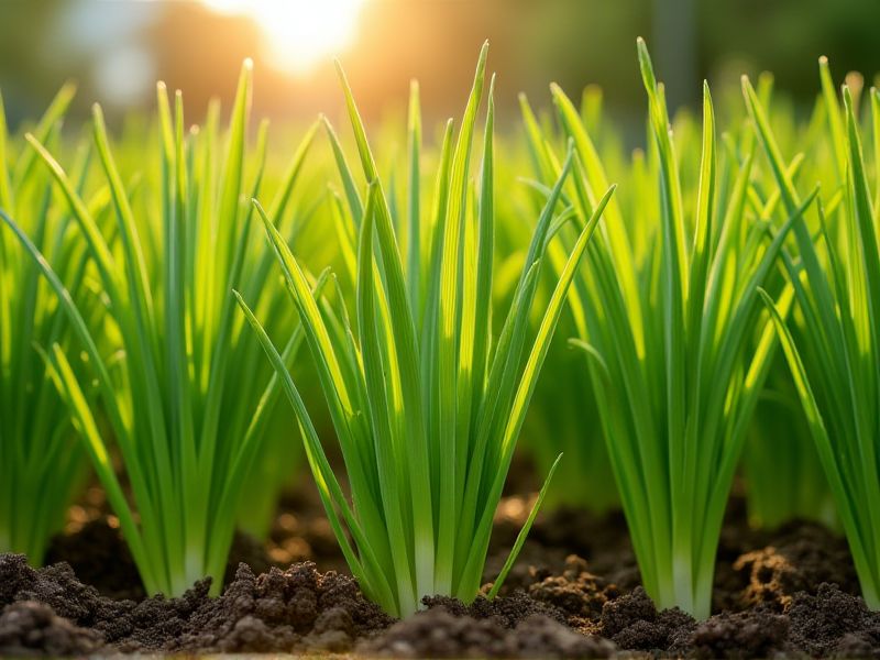 Strategi Ampuh Mengendalikan Hama pada Tanaman Kucai: Menjamin Pertumbuhan Optimal Allium tuberosum